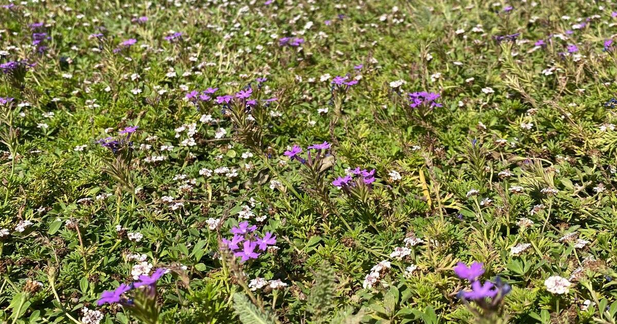 prato dry garden